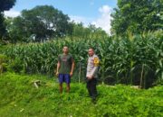 Bhabinkamtibmas Desa Kampasi Meci Pantau Lahan Jagung Warga, Dukung Ketahanan Pangan Nasional