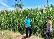 Bhabinkamtibmas Desa Lasi Pantau Lahan Jagung Warga, Dukung Program Ketahanan Pangan Nasional