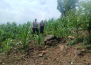 Wujudkan Ketahanan Pangan Nasional, Bhabinkamtibmas Desa Tarusa Sambangi dan Beri Motivasi Petani Jagung