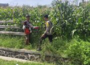 Bhabinkamtibmas Desa Songgajah Pantau Lahan Jagung Warga, Dukung Program Ketahanan Pangan Nasional Menuju Indonesia Emas 2045