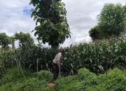 Kanit Binmas Polsek Bolo, Laksanakan Pengecekan dan Monitoring Pertumbuhan Jagung di Tiga Desa di Wilayah Hukumnya