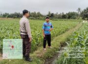 Bhabinkamtibmas Desa Korleko Cek Lahan Jagung Milik Poktan Nunas Subur