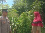 Dukung Asta Cita Presiden RI, Bhabinkamtibmas Desa Rhee Turun Langsung Pantau Pertumbuhan Jagung Hibrida