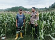 Bhabinkamtibmas Desa Adu Pantau Lahan Jagung Warga, Dukung Program Ketahanan Pangan Nasional Menuju Indonesia Emas