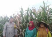 Bhabinkamtibmas Desa Saneo Pantau Lahan Jagung Warga, Dukung Ketahanan Pangan Menuju Indonesia Emas 2045