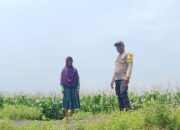 Bhabinkamtibmas Polsek Pekat Pantau Lahan Jagung Warga di Soritatanga, Dukung Ketahanan Pangan Menuju Indonesia Emas 2045