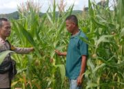 Bhabinkamtibmas Polsek Woja Pantau Lahan Jagung Kelompok Tani “WUWU DEWA”, Dukung Ketahanan Pangan Menuju Indonesia Emas 2045