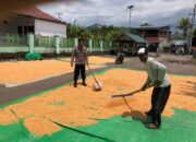 Dukung Ketahanan Pangan Nasional, Bhabinkamtibmas Desa O’o Pantau Penjemuran Jagung Warga