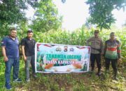 Sukseskan Ketahanan Pangan Nasional, Polsek Bolo Monitoring Pertumbuhan Jagung Kelompok Tani Binaan