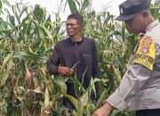 Kanit Binmas Polsek Bolo Aktif Meninjau Pertumbuhan Jagung Milik Warga di Wilayah Binaannya