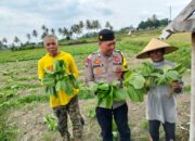 BKTM Desa Bagik Papan Silaturahmi dan Cek Panen Sayur, Dukung Ketahanan Pangan serta Himbau Kamtibmas