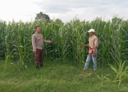 Sinergi Polri dan Petani, Wujud Nyata Ketahanan Pangan di Kecamatan Kempo