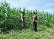 Ketahanan Pangan Diperkuat, Polsek Pekat Dampingi Petani Menuju Indonesia Emas 2045