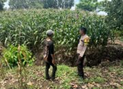 Sigap Dampingi Petani, Bhabinkamtibmas Sorinomo Pantau Jagung Siap Panen