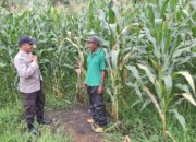 Pantau Lahan Jagung 1,5 Hektar, Polsek Kempo Perkuat Dukungan Ketahanan Pangan Menuju Indonesia Emas 2045