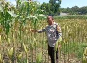 Polisi Dorong Kemandirian Pangan di Lombok Barat
