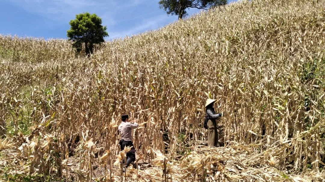 Polri Turun ke Ladang, Kawal Panen Raya Jagung 5 Ton di Sekotong demi Ketahanan Pangan Nasional