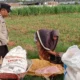 Bhabinkamtibmas Labuapi Turun ke Sawah Bantu Petani Jagung