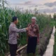 Upaya memperkuat kedaulatan pangan nasional kini semakin masif dilakukan hingga ke tingkat akar rumput. Di Kabupaten Lombok Barat, komitmen ini diwujudkan melalui aksi nyata aparat kepolisian yang terjun langsung ke tengah masyarakat produktif. Langkah ini bukan sekadar menjalankan fungsi pengamanan, melainkan juga peran aktif sebagai fasilitator dan motivator bagi para petani serta peternak lokal. Atmosfer produktivitas menyelimuti Dusun Lemokek Lauk, Desa Babussalam. Kehadiran personel Bhabinkamtibmas Desa Babussalam, Bripka Ketut Sanjaya, di tengah lahan pertanian warga menjadi bukti bahwa Polri hadir sebagai mitra strategis masyarakat. Kegiatan sambang desa dan silaturahmi ini dirancang untuk memastikan stabilitas keamanan sekaligus mendorong kemandirian ekonomi warga melalui sektor agraris. Pendampingan Teknis dan Distribusi Benih Unggul Bripka Ketut Sanjaya tidak hanya datang untuk memantau situasi keamanan dan ketertiban masyarakat (kamtibmas), tetapi juga terlibat langsung dalam aktivitas teknis di lapangan. Berdasarkan pantauan di lokasi, ia tampak mendampingi para petani yang sedang sibuk menyiapkan lahan. Salah satu fokus perhatiannya adalah penggunaan media mulsa alami, sebuah teknik konservasi tanah yang sangat efektif untuk menjaga kelembapan dan kesuburan lahan sebelum memasuki masa tanam. Selain memberikan arahan teknis mengenai persiapan lahan yang optimal, kepolisian juga memberikan dukungan konkret berupa pemberian bantuan paket benih jagung unggul. Bantuan ini diserahkan langsung kepada warga sebagai stimulus agar mereka lebih bersemangat dalam memperluas cakupan lahan produktif. Dengan adanya benih berkualitas, diharapkan hasil panen mendatang dapat meningkat secara signifikan, yang pada gilirannya akan memperkuat stok pangan di tingkat desa. Kapolres Lombok Barat, Polda NTB, AKBP Yasmara Harahap, S.I.K., M.Si., melalui Kapolsek Gerung, AKP Lale Dewi Lungit Tanauran, menegaskan bahwa peran Bhabinkamtibmas saat ini telah bertransformasi untuk mendukung program strategis pemerintah. Pihaknya ingin memastikan bahwa kehadiran polisi di desa memberikan dampak ekonomi yang nyata bagi masyarakat binaan. "Kami menginstruksikan seluruh jajaran Bhabinkamtibmas untuk terus bersinergi dengan warga, khususnya di sektor pertanian dan peternakan. Kami ingin Polri hadir bukan hanya untuk menjaga keamanan, tetapi juga menjadi penggerak ketahanan pangan nasional. Melalui pendampingan ini, diharapkan masyarakat merasa didukung dalam mengelola sumber daya alam yang mereka miliki," ujar AKP Lale Dewi Lungit Tanauran dalam keterangannya. Mengoptimalkan Lahan Pekarangan untuk Kemandirian Keluarga Selain fokus pada lahan pertanian luas, pihak kepolisian juga memberikan edukasi mengenai pemanfaatan lahan sempit di sekitar tempat tinggal. Dalam interaksi yang berlangsung hangat dan humanis, Bripka Ketut Sanjaya mengajak warga untuk lebih kreatif dalam mengelola pekarangan rumah mereka. Menurutnya, lahan pekarangan memiliki potensi besar jika ditanami dengan berbagai komoditas pangan bergizi seperti sayur-mayur atau tanaman obat keluarga (TOGA). Upaya ini ditekankan sebagai langkah strategis untuk memenuhi kebutuhan pangan rumah tangga secara mandiri. Dengan memanfaatkan setiap jengkal tanah yang ada, warga diharapkan tidak lagi bergantung sepenuhnya pada pasar untuk memenuhi kebutuhan dapur sehari-hari. Hal ini dianggap sebagai solusi cerdas dalam menghadapi fluktuasi harga pangan yang seringkali membebani ekonomi keluarga. Komitmen Berkelanjutan untuk Kedaulatan Pangan Kegiatan sambang di Dusun Lemokek Lauk ini merupakan bagian dari komitmen berkelanjutan Polres Lombok Barat dalam mengawal stabilitas ekonomi dari level terbawah. Koordinasi yang intensif antara petugas dan warga menjadi kunci utama dalam menjaga semangat produktivitas. Selain memberikan motivasi di bidang pertanian, kepolisian juga menitipkan pesan agar para peternak lokal tetap konsisten dalam merawat hewan ternak mereka, mengingat sektor peternakan adalah pilar penting lainnya dalam struktur ekonomi pedesaan. Melalui pendekatan yang persuasif dan edukatif, Polri berharap sinergitas dengan masyarakat Desa Babussalam terus kokoh. Keberhasilan program ketahanan pangan sangat bergantung pada kolaborasi aktif antara aparat keamanan, pemerintah desa, dan para petani. Dengan terpeliharanya stabilitas kamtibmas dan terjaganya produktivitas lahan, kedaulatan pangan yang berkelanjutan di wilayah Lombok Barat bukan lagi sekadar harapan, melainkan sebuah realitas yang tengah diperjuangkan bersama.