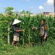 Bhabinkamtibmas Labuapi Terjun ke Kebun Jagung Bantu Petani Lokal
