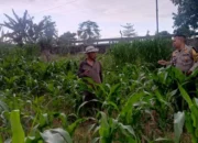 Komitmen Polsek Labuapi Kawal Kedaulatan Pangan Nasional: Edukasi Pemanfaatan Lahan Mandiri untuk Ekonomi Warga