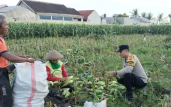 Bhabinkamtibmas Turun ke Sawah, Sokong Ketahanan Pangan Nasional Lewat Panen Jagung di Lombok Barat