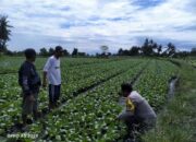 Bhabinkamtibmas Tanak Gadang Cek Lahan P2B Tanaman Potcay di Subak Tegaron