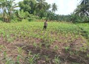 Bhabinkamtibmas Desa Tirtanadi Laksanakan Silaturahmi dan Pengecekan Tanaman Jagung Warga