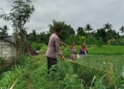 Polri Perkuat Sektor Agraris: Aksi Nyata Personel Polsek Labuapi Dampingi Petani di Tengah Sawah Dusun Jogot