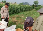 Sinergi Bhabinkamtibmas dan Petani Jagung Labuapi Jaga Stok Pangan