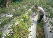 Bhabinkamtibmas Desa Masbagik Selatan Cek Lahan Ketahanan Pangan Bergizi di Tanak Malit Utara