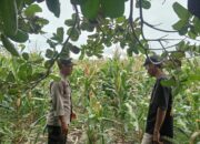 Bhabinkamtibmas Polsek Pekat Dampingi Petani Jagung, Wujud Nyata Dukungan Ketahanan Pangan Nasional
