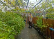 Bhabinkamtibmas Kelurahan Bugis Motivasi Warga, Pekarangan Rumah Hasilkan Pangan Mandiri