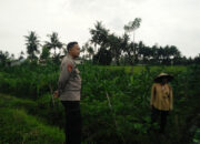 Bhabinkamtibmas Masbagik Selatan Cek Lahan P2B di Tanak Malit Utara, Dukung Ketahanan Pangan Warga