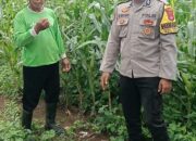 Dorong Kesejahteraan Petani, Bhabinkamtibmas Pekat Pantau Lahan Jagung di Kaki Tambora