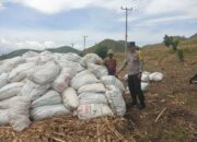 Bhabinkamtibmas Polsek Woja Pantau Lahan Jagung Warga Desa Riwo Dukung Program Ketahanan Pangan Nasional