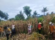 Perkuat Sinergitas, Bhabinkamtibmas Desa Tolo’oi Sambangi Tokoh Masyarakat di Dusun Batu Mas