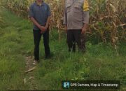 Dari Tanam Hingga Panen, Polisi di Dompu Siap Kawal Hasil Jagung Petani