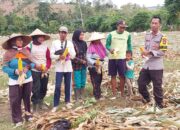 Dukung Ketahanan Pangan Nasional, Bhabinkamtibmas Desa Ta’a Pantau Lahan Jagung Warga di Kecamatan Kempo