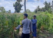 Sinergi Polisi dan Petani, Lahan Jagung di Pekat Diproyeksikan Panen Hingga 15 Ton