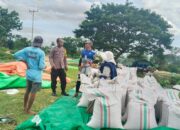 Polri Hadir Dukung Petani, Jagung Hasil Panen di Woja Siap Masuk Gudang Bulog