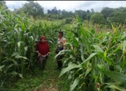 Bhabinkamtibmas Desa Sorinomo Pantau Lahan Jagung Warga, Dukung Program Ketahanan Pangan Nasional
