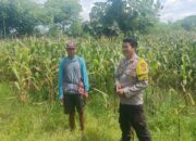 Jagung Varietas NK JAGO di Rasabou Dipantau Polisi, Estimasi Panen Capai 6 Ton
