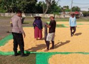 Bhabinkamtibmas Desa Konte Kawal Ketahanan Pangan, Siap Dampingi Hasil Panen Warga Hingga Gudang Bulog