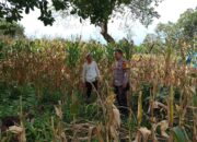 Pantau Panen Jagung Warga, Bhabinkamtibmas Desa Kampasi Meci Dukung Ketahanan Pangan Nasional