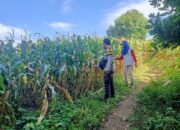 Pantau Panen Jagung Warga, Bhabinkamtibmas Desa Nangamiro Dukung Ketahanan Pangan Nasional