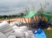 Polri Dukung Ketahanan Pangan, Bhabinkamtibmas Dampingi Petani Jagung dari Masa Tanam hingga Distribusi