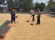 Bhabinkamtibmas Desa Kempo Aktif Dampingi Petani Jemur Jagung Dukung Ketahanan Pangan Nasional