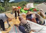 Pantau Panen Jagung Warga, Bhabinkamtibmas memberi motivasi kepada warga