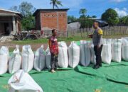 Bhabinkamtibmas Polsek Kempo Pantau Penjemuran Jagung Warga, Dukung Distribusi ke Bulog